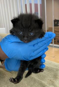 Lucy -  Domestic Short Hair Cat for Adoption in Santa Rosa, California - Lucy | PetCurious