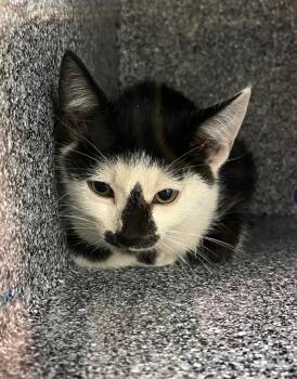Cher -  American Shorthair Cat for Adoption in Greenfield, Indiana - Cher | PetCurious