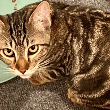 Rescue Domestic Short Hair and Tabby Cats for Adoption in Prescott, Arizona - Dakota | PetCurious