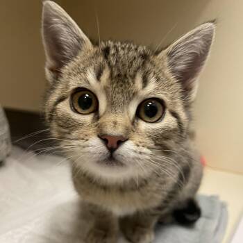 Rescue Domestic Short Hair Cats for Adoption in Cooperstown, New York - Tender | PetCurious