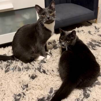 Rescue Russian Blue Cats for Adoption in Bountiful, Utah - Lulu | PetCurious