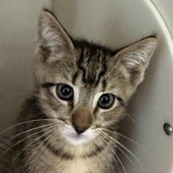 Tigger -  Domestic Short Hair Cat for Adoption in Middletown, Rhode Island - Tigger | PetCurious
