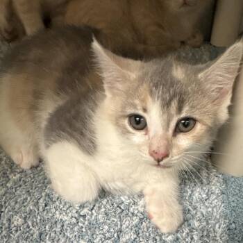 Domestic Short Hair Cats Available for Adoption in Roanoke, Virginia - Lori | PetCurious