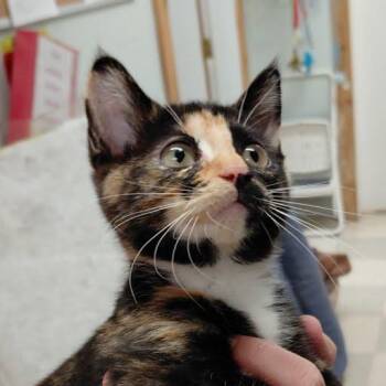 Monkey -  Domestic Short Hair Cat for Adoption in Libby, Montana - Monkey | PetCurious