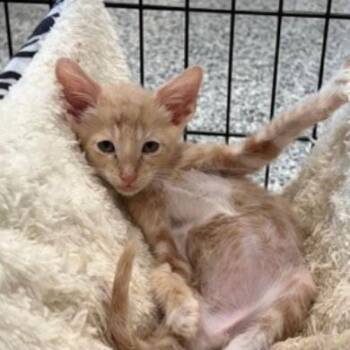 Poison Kuzco -  Domestic Short Hair Cat for Adoption in Westminster, California - Poison Kuzco | PetCurious