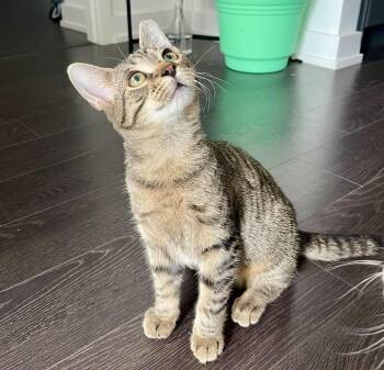 Diamond -  Tabby and Domestic Short Hair Cat for Adoption in Vaughan, Ontario - Diamond | PetCurious