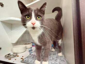 Bread -  Domestic Short Hair Cat for Adoption in Cleveland, Ohio - Bread | PetCurious
