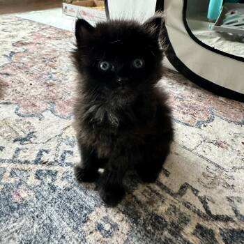 Domestic Medium Hair Cats Available for Adoption in Tustin, California - Persephone | PetCurious