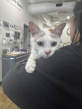 Domestic Short Hair Cats Available for Adoption in Brewster, New York - Tuna | PetCurious