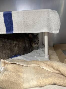 NACHO -  Domestic Short Hair Cat for Adoption in Omaha, Nebraska - NACHO | PetCurious
