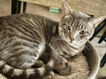 Dexter (FIV+) -  Domestic Short Hair Cat for Adoption in Glendale, Arizona - Dexter (FIV+) | PetCurious