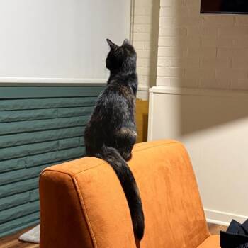 Annie -  Domestic Short Hair Cat for Adoption in Etna, Pennsylvania - Annie | PetCurious