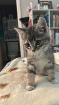Rescue Tabby Cats for Adoption in St. Cloud, Florida - Misty | PetCurious