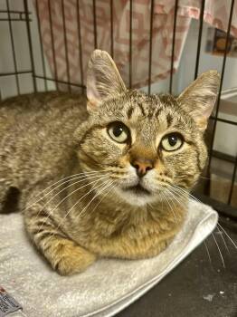 Tabby Cats Available for Adoption in Grand Rapids, Michigan - Duke | PetCurious