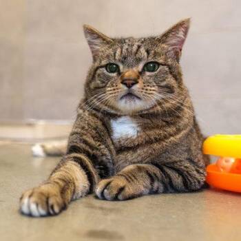 Turkey -  Domestic Short Hair Cat for Adoption in Atlanta, Georgia - Turkey | PetCurious