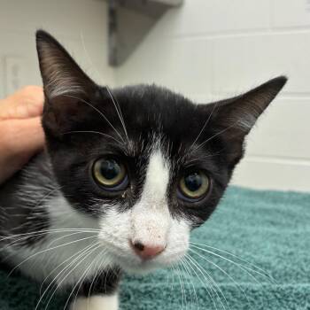 Hazelnut Cream -  Domestic Short Hair Cat for Adoption in Corpus Christi, Texas - Hazelnut Cream | PetCurious