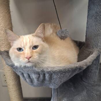 Pumpkin -  Siamese Cat for Adoption in Roosevelt, Utah - Pumpkin | PetCurious