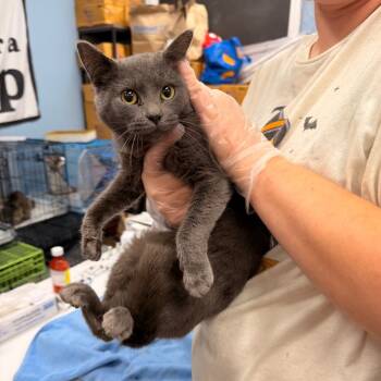 Rescue Domestic Short Hair Cats for Adoption in Pasadena, Maryland - Jasmine | PetCurious