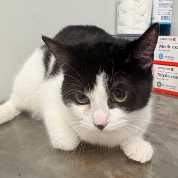 Domestic Short Hair Cats Available for Adoption - Maya | PetCurious