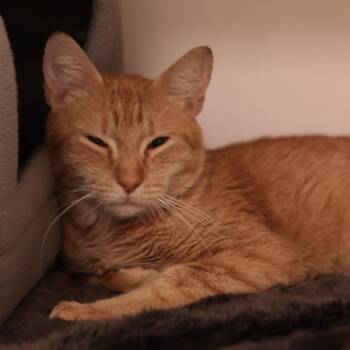 Domestic Short Hair Cats Available for Adoption in Philadelphia, Pennsylvania - Siri Apple | PetCurious