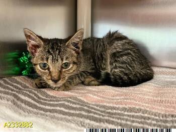 Domestic Short Hair Cats Available for Adoption in West Palm Beach, Florida - BOISE | PetCurious