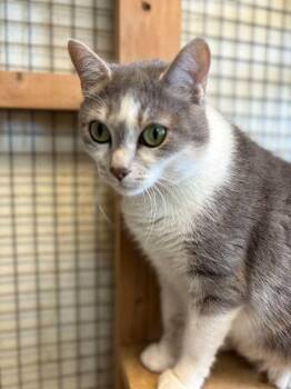 Alice -  Domestic Short Hair Cat for Adoption in Aurora, Nebraska - Alice | PetCurious