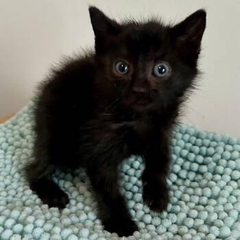 Lou -  Domestic Medium Hair Cat Available for Adoption in Brevard, North Carolina - Lou | PetCurious