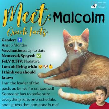 Malcom -  Tiger Cat for Adoption in Fulton, New York - Malcom | PetCurious