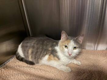 Cove -  Domestic Medium Hair Cat for Adoption in Heber City, Utah - Cove | PetCurious