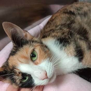 Rescue Domestic Short Hair Cats for Adoption in Uniontown, Pennsylvania - Barbie | PetCurious