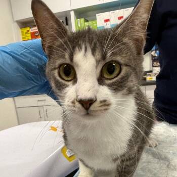 Domestic Short Hair Cats Available for Adoption in Newark, New Jersey - Lala | PetCurious