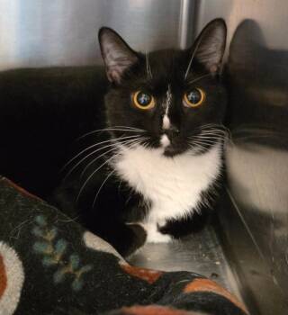 Domestic Short Hair Cats Available for Adoption in Ocala, Florida - Loonie (Petco) | PetCurious