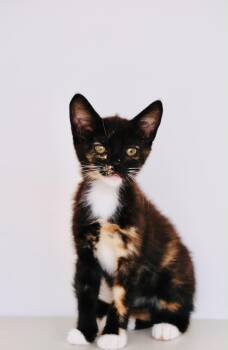 Sourdough Bread -  Tortoiseshell Cat for Adoption in San Diego, California - Sourdough Bread | PetCurious