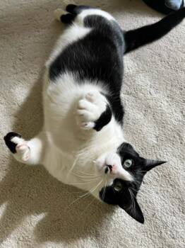 Debrincat -  Domestic Short Hair Cat Available for Adoption in Muskegon, Michigan - Debrincat | PetCurious