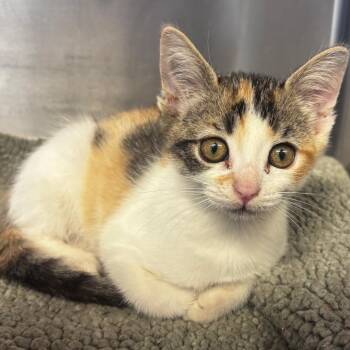Donatella -  Domestic Short Hair Cat for Adoption in Belleville, Illinois - Donatella | PetCurious