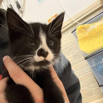 Mario Kart -  Domestic Short Hair Cat for Adoption in Davenport, Iowa - Mario Kart | PetCurious