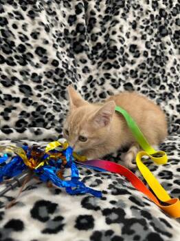 Jolene -  Domestic Short Hair Cat for Adoption in Newberg, Oregon - Jolene | PetCurious