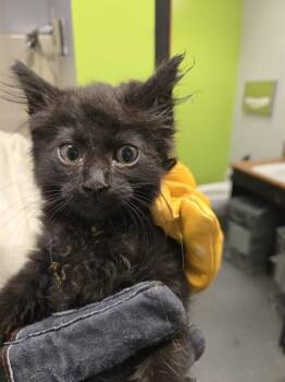 SPICE -  Domestic Medium Hair Cat for Adoption in Kent, Washington - SPICE | PetCurious