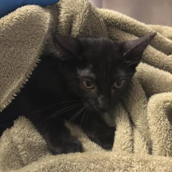 Popper -  Domestic Short Hair Cat for Adoption in Council Bluffs, Iowa - Popper | PetCurious