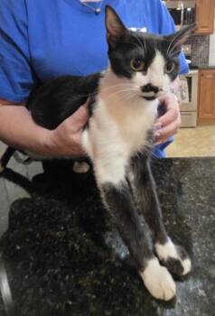 Pandita -  Domestic Short Hair Cat for Adoption in Phoenix, Arizona - Pandita | PetCurious