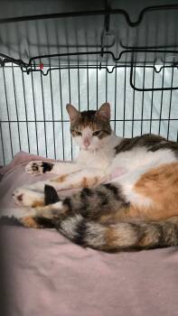Domestic Short Hair Cats Available for Adoption in Thurmont, Maryland - Belle | PetCurious