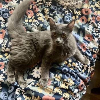 Rescue Domestic Short Hair Cats for Adoption in Oceanside, California - Sunday | PetCurious