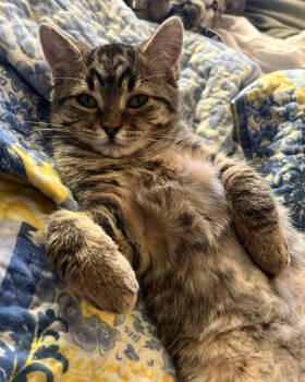 Rescue Domestic Short Hair Cats for Adoption in Grand Junction, Colorado - Pippi Longstocking | PetCurious