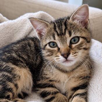 Walala 28 -  Domestic Short Hair Cat for Adoption in Austin, Texas - Walala 28 | PetCurious