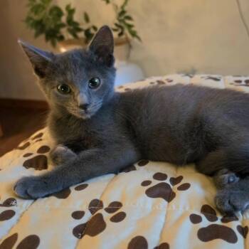 Leaf -  Russian Blue Cat for Adoption in Bentonville, Arkansas - Leaf | PetCurious