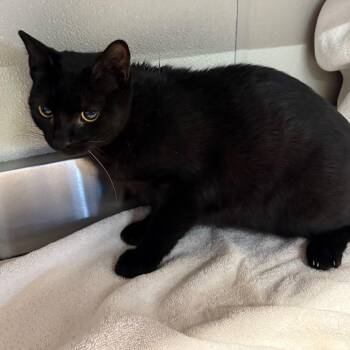 IVHS-Stray-141940 -  Domestic Short Hair Cat for Adoption in San Gabriel, California - IVHS-Stray-141940 | PetCurious