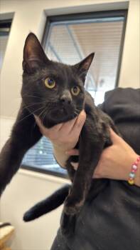 Rescue Domestic Short Hair Cats for Adoption in West Chester, Pennsylvania - Garbanzo Bean | PetCurious