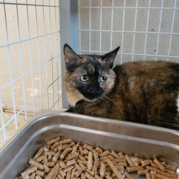 Rescue Domestic Short Hair Cats for Adoption in Medford, Oregon - Ava | PetCurious