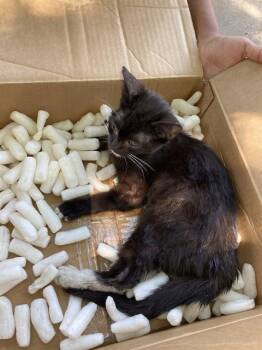 LULU -  Domestic Short Hair Cat for Adoption in Long Beach, California - LULU | PetCurious