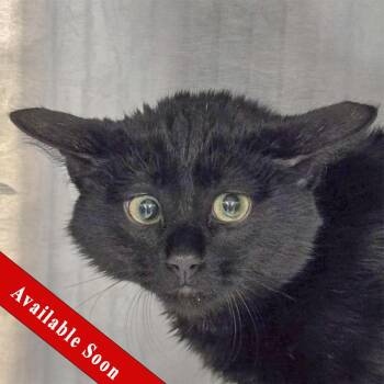 Bombay and Domestic Short Hair Cats Available for Adoption - Sushi | PetCurious